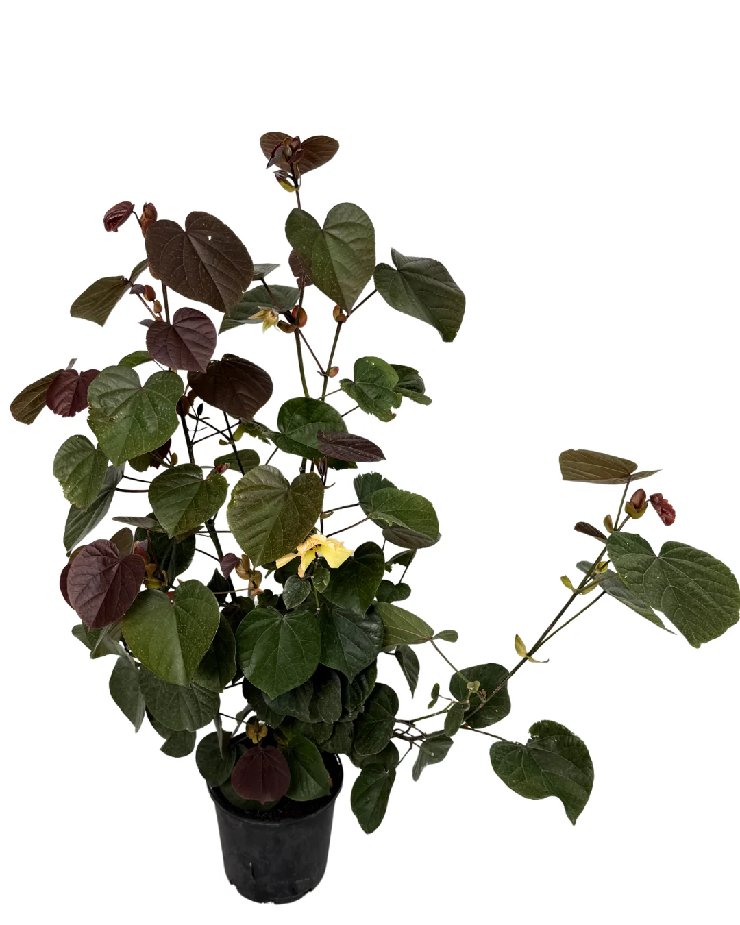 Hibiscus Tiliaceus Rubra - Image 2