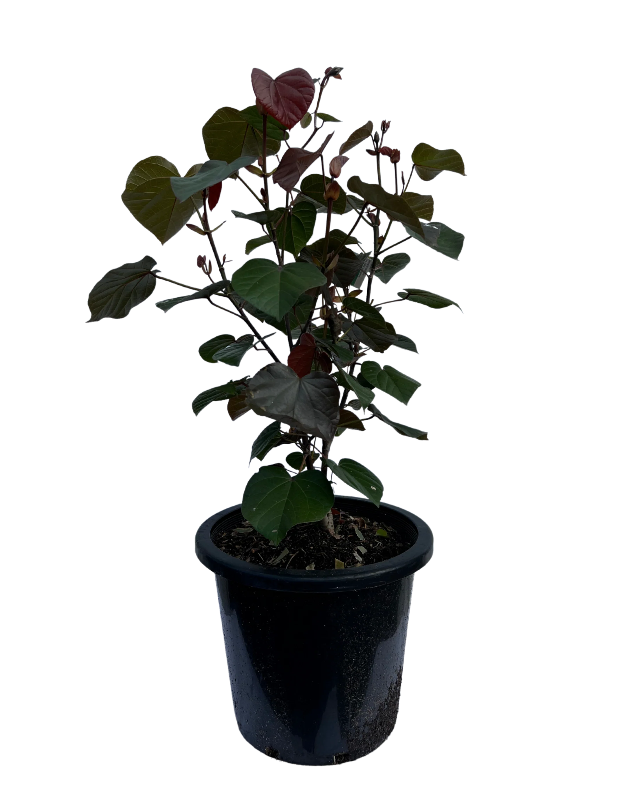 Hibiscus Tiliaceus Rubra