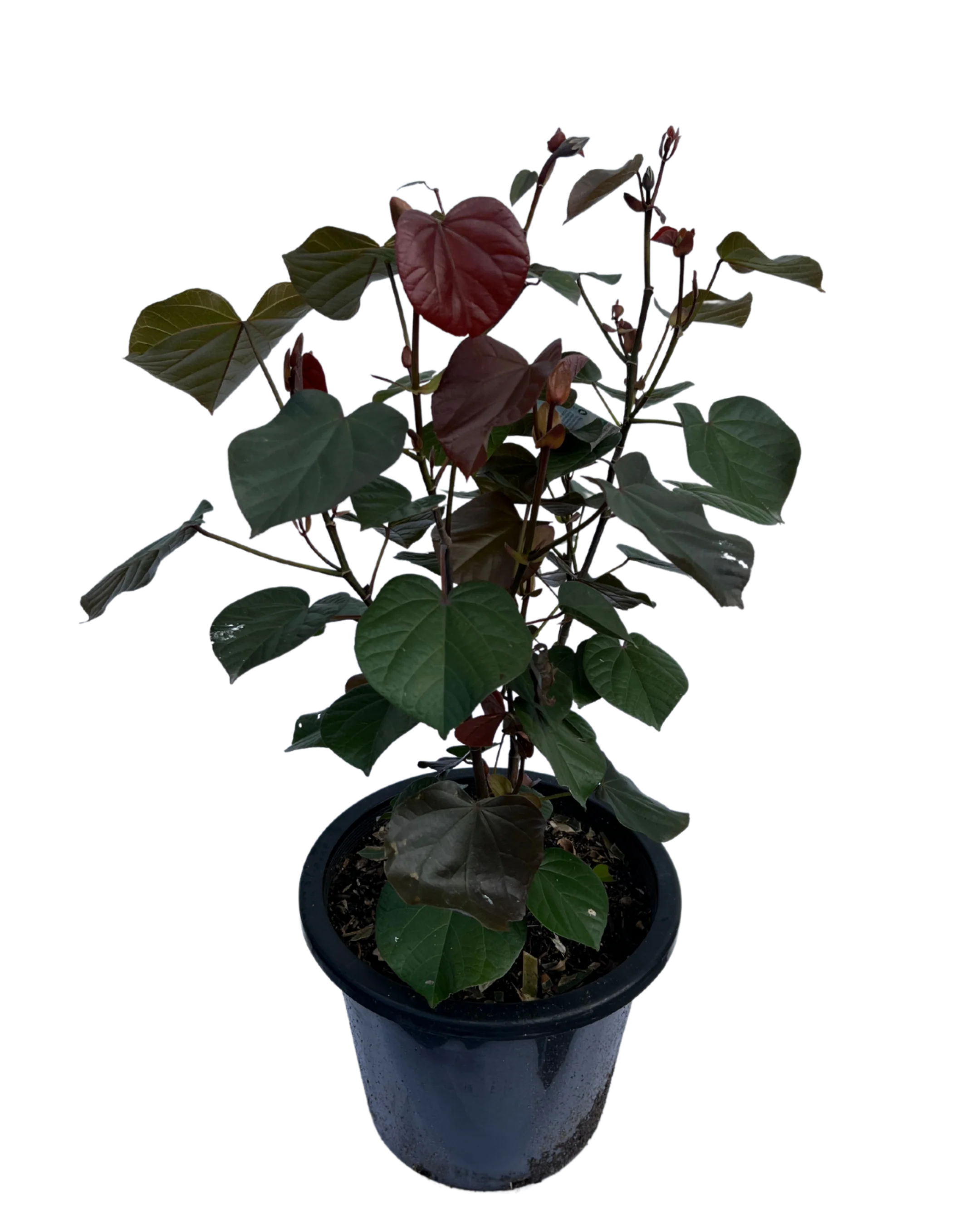 Hibiscus Tiliaceus Rubra - Image 2