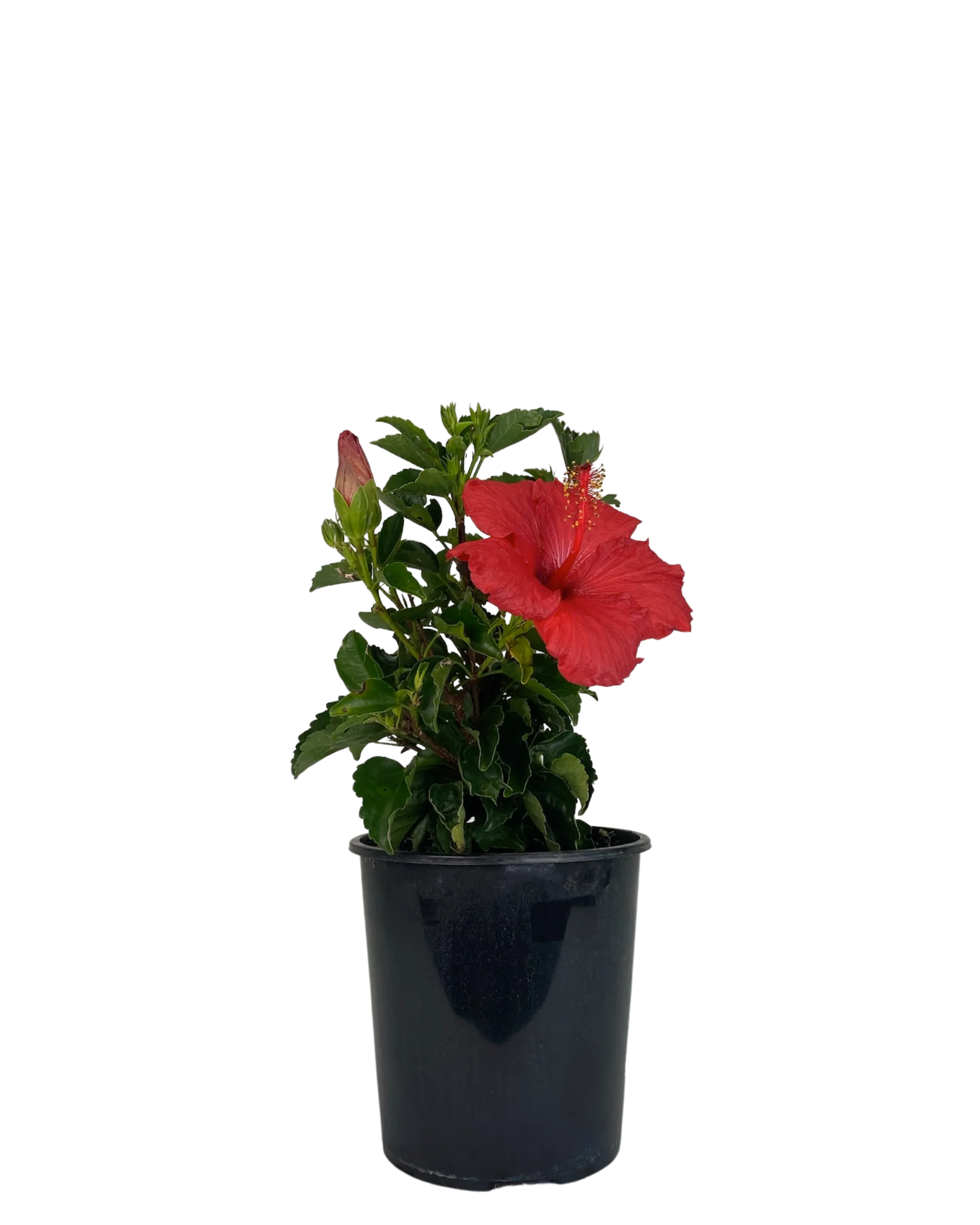Hibiscus Tradewinds Tonga Wind