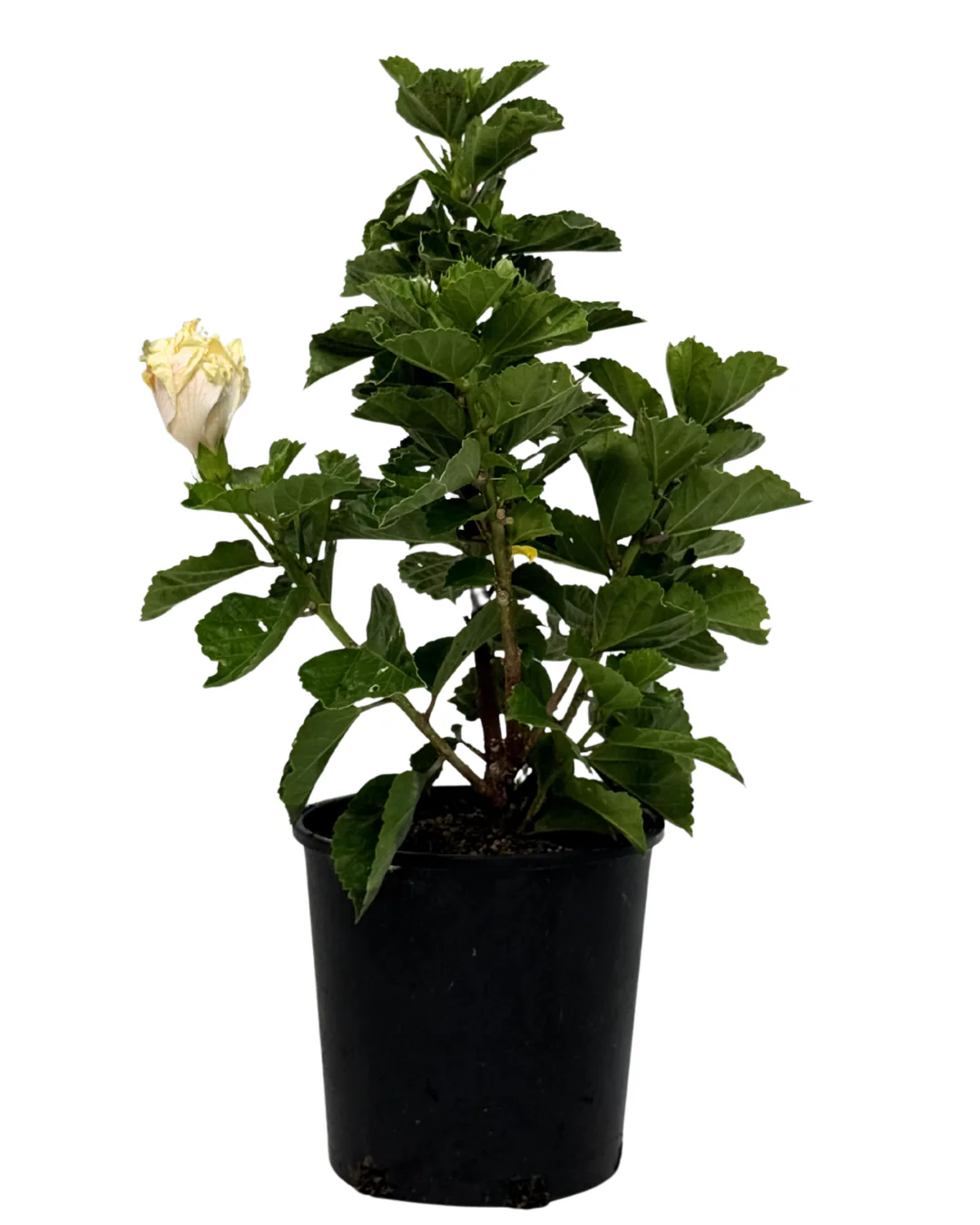 Hibiscus White Kakakua