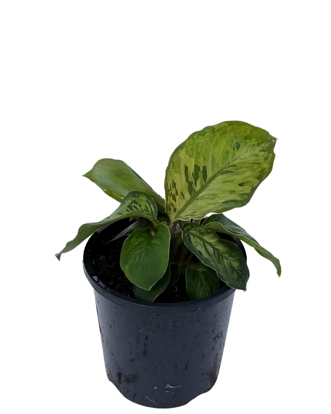 Homalomena Camouflage - Image 2