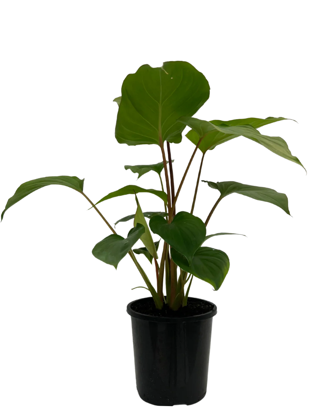 Homalomena Maggie
