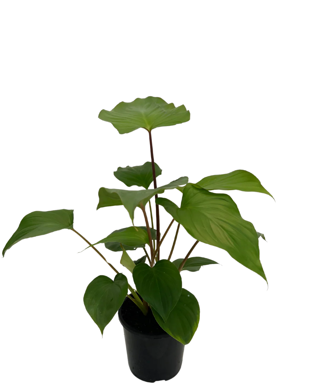 Homalomena Maggie - Image 2