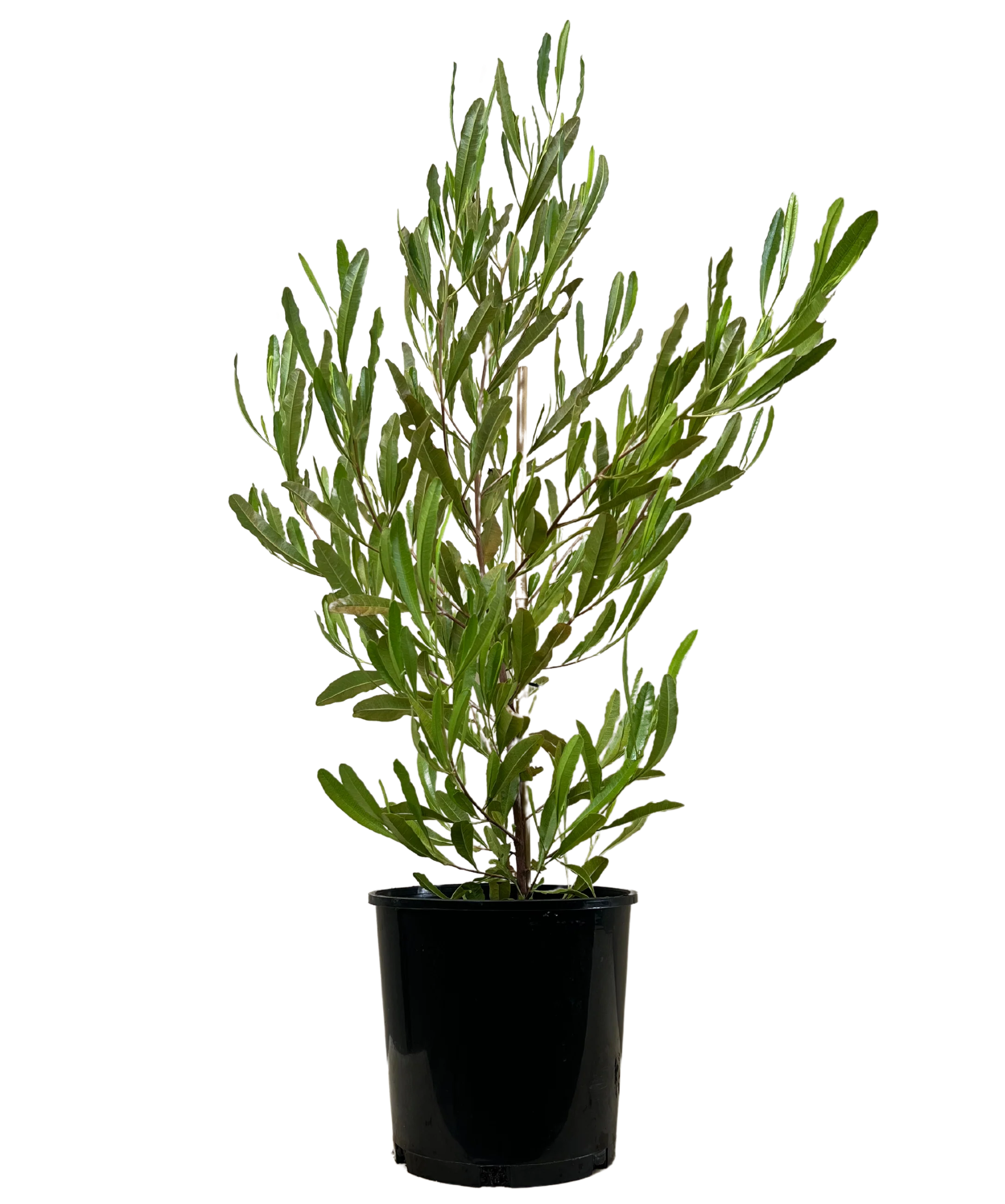 Dodonaea Viscosa