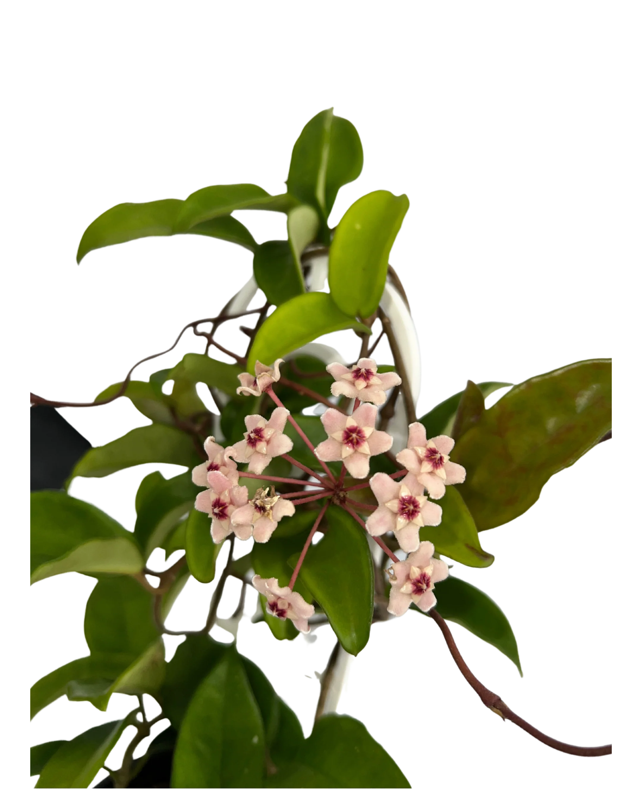 Hoya Carnosa Pink - Image 3