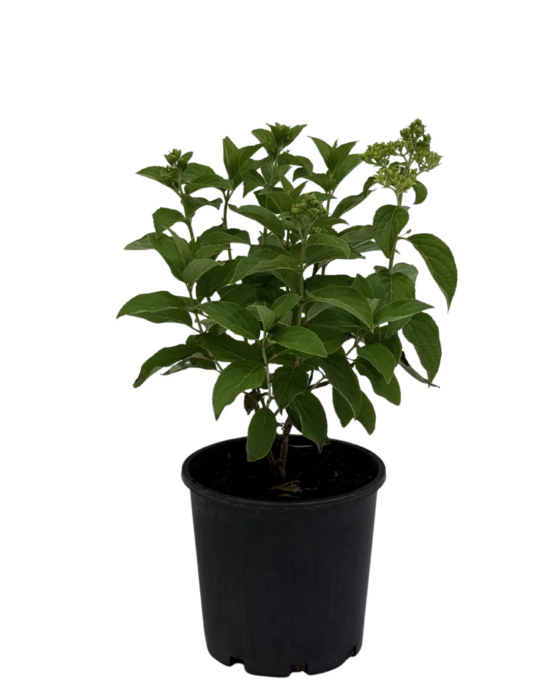 Hydrangea Mojito