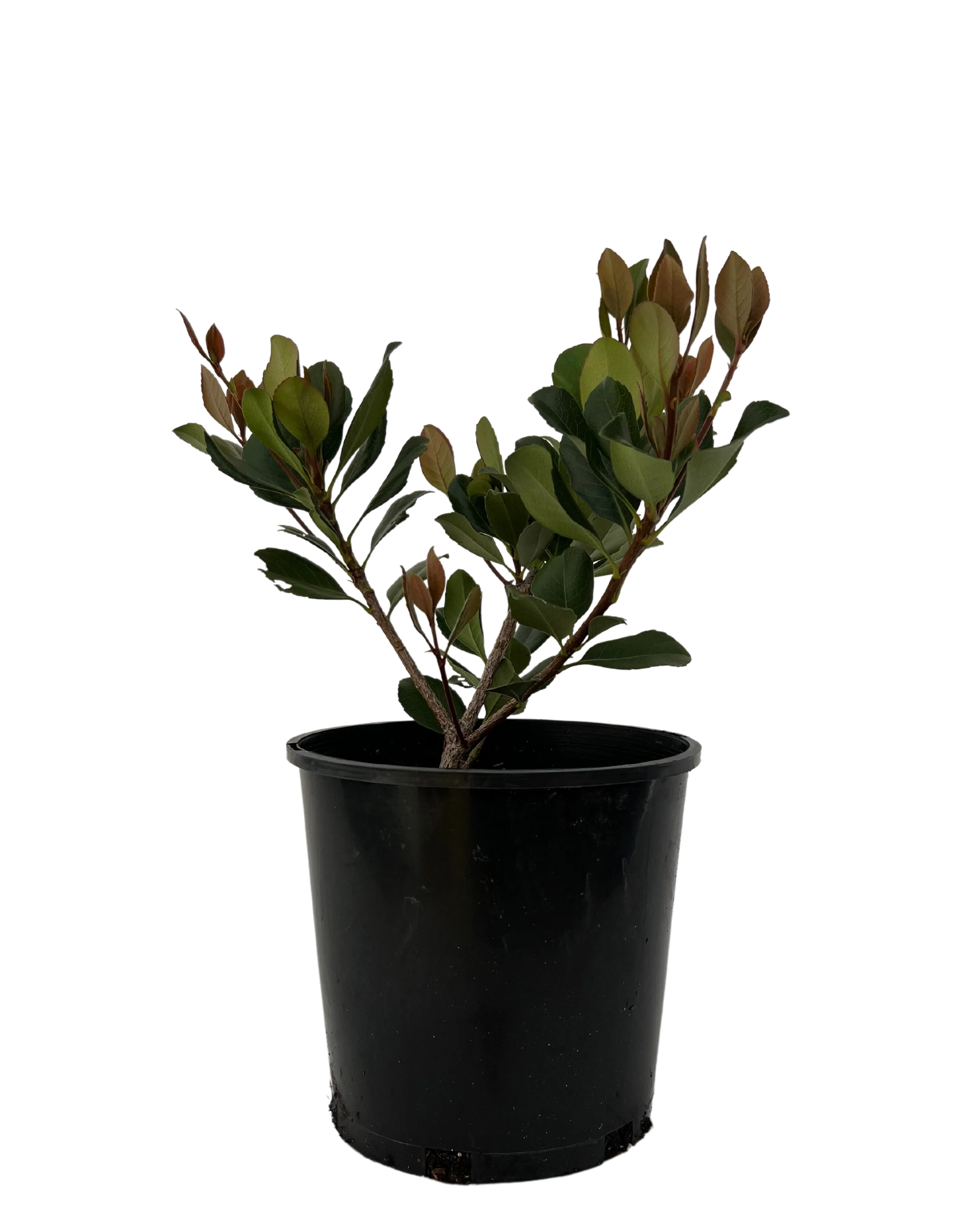Rhaphiolepis Cosmic Pink