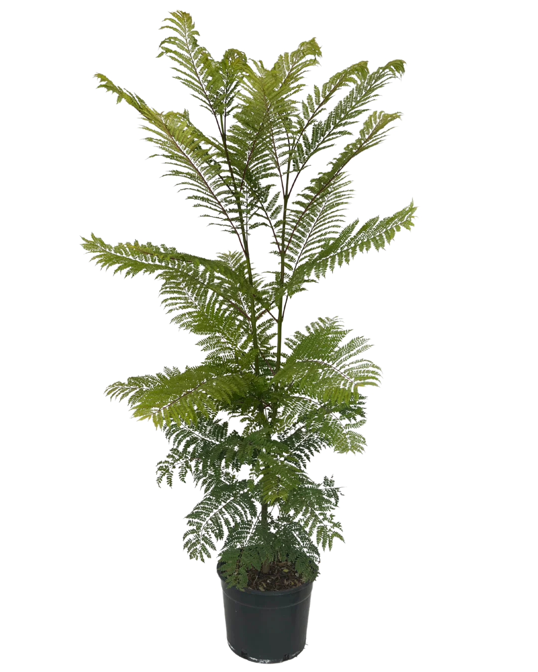 Jacaranda Mimosifolia