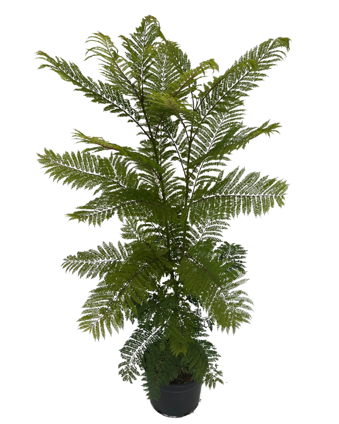 Jacaranda Mimosifolia - Image 2
