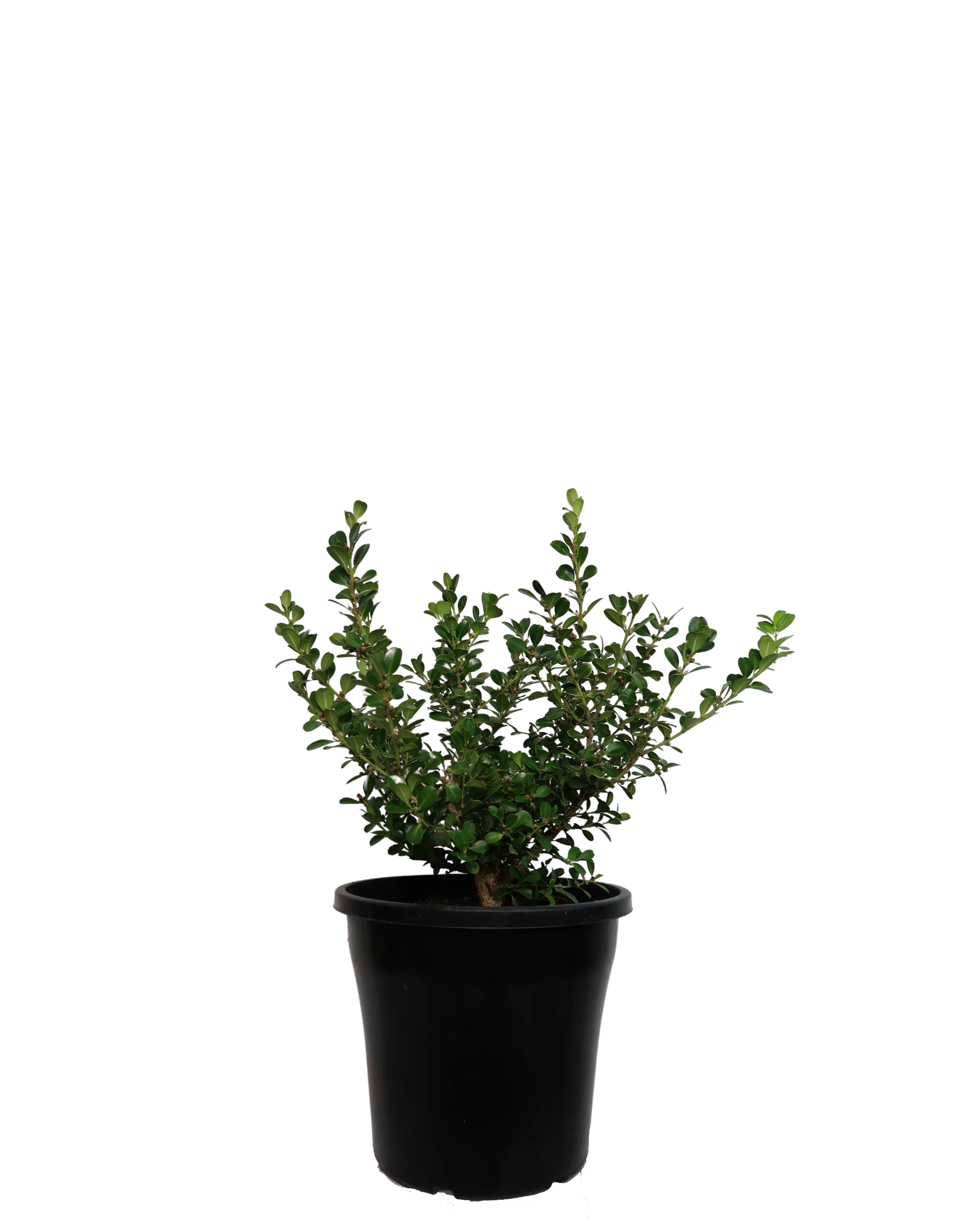 Japanese Box - Buxus Microphylla Japonica