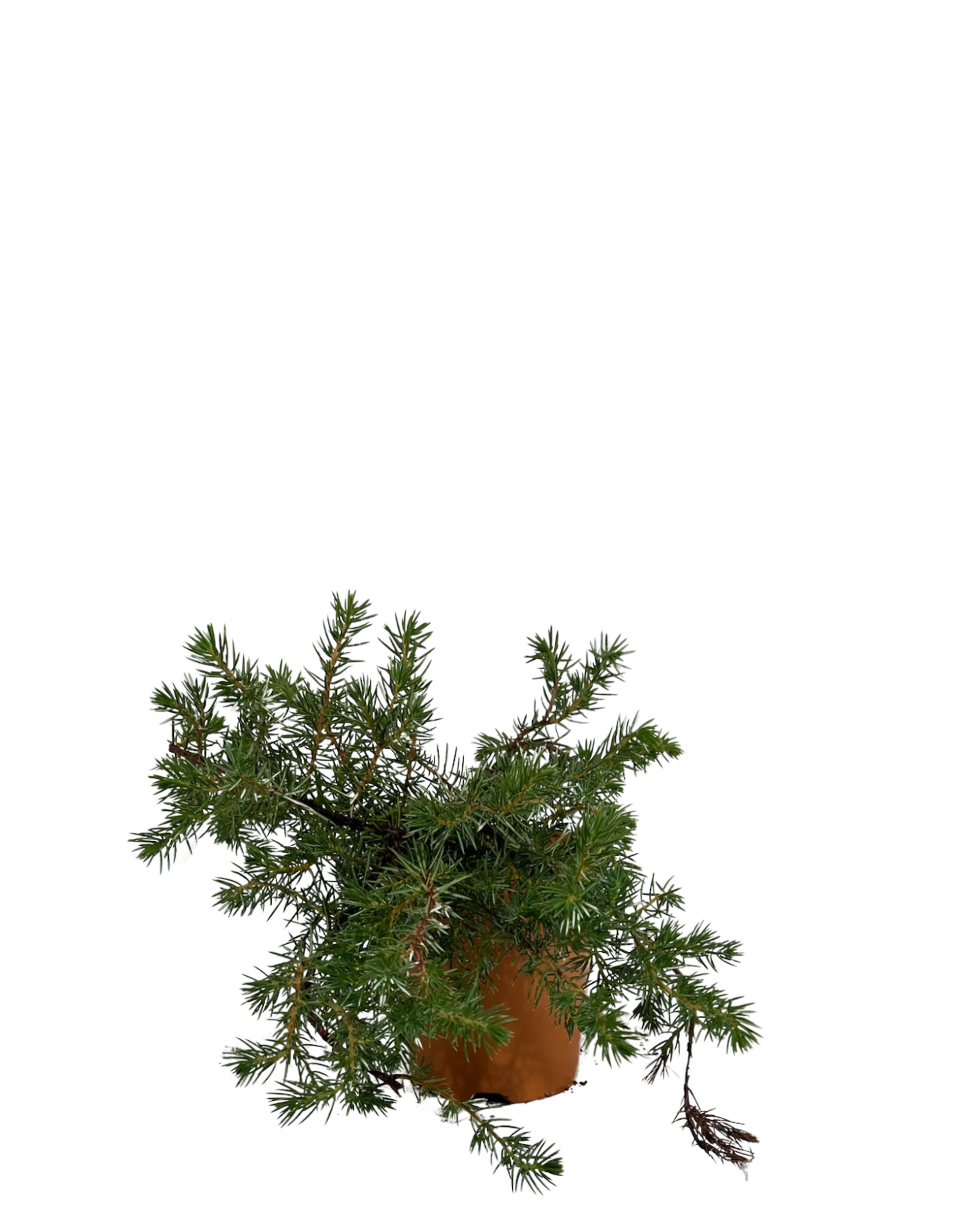 Japanese Shore Juniper - Juniperus Conferta