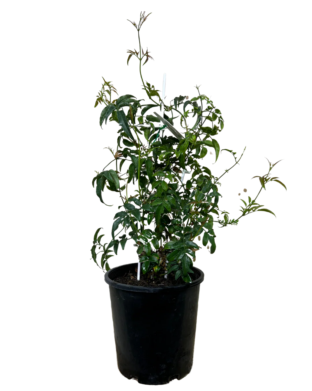 Jasminum Polyanthum