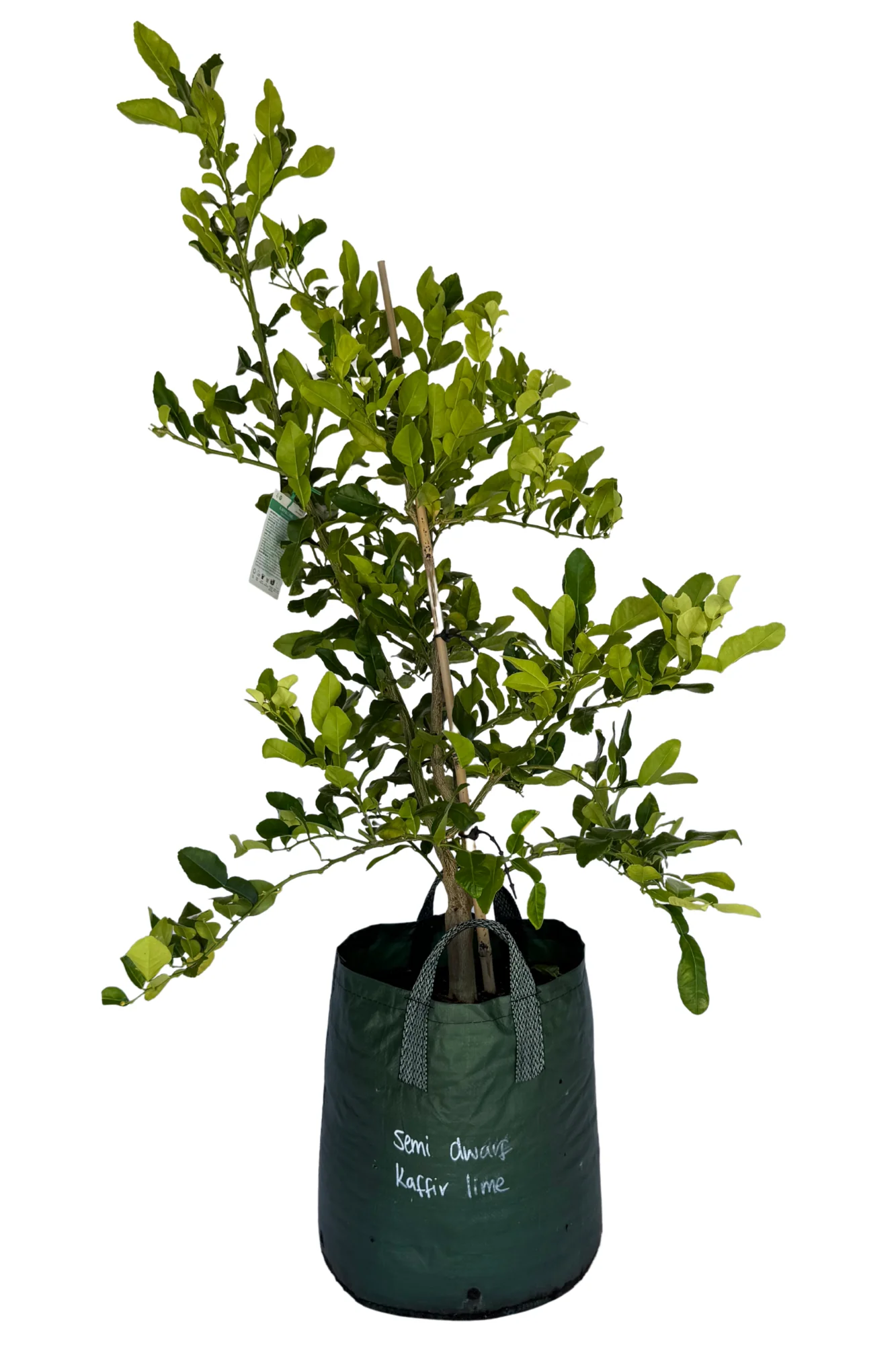 Kaffir Lime Semi-Dwarf
