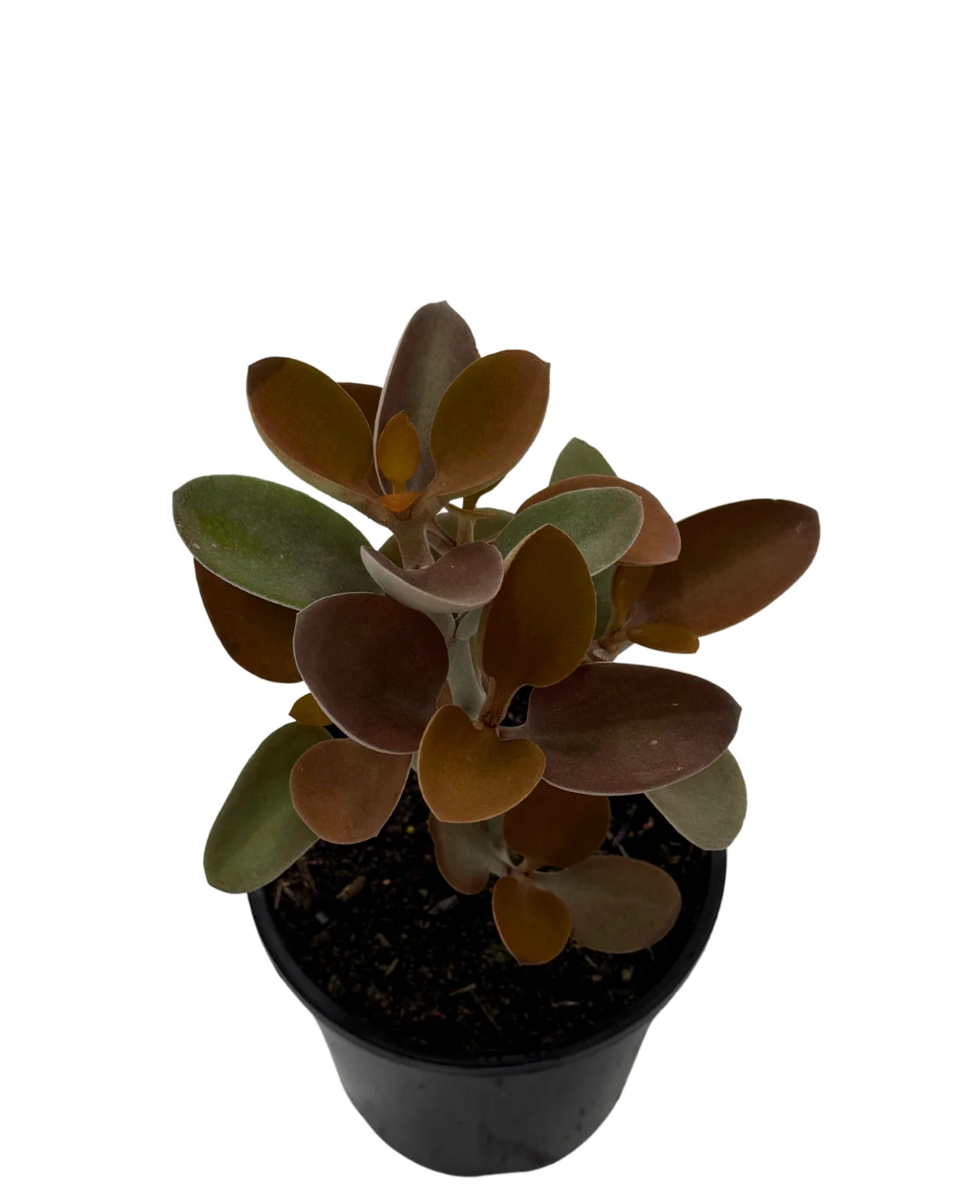 Kalanchoe Copper Spoon - Image 2