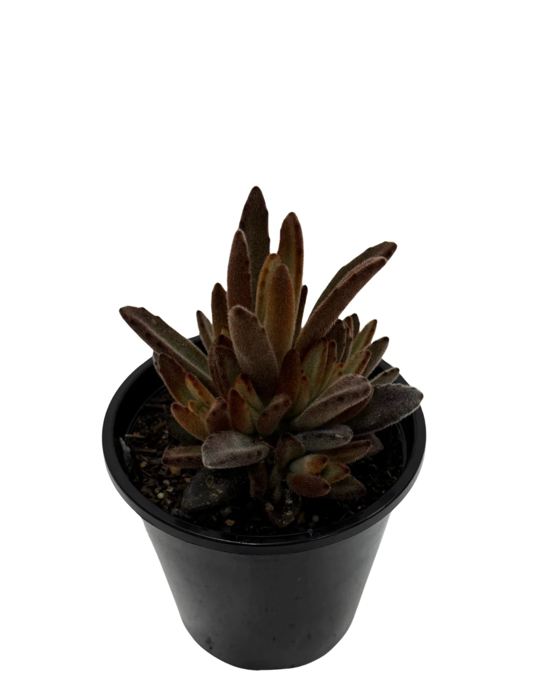 Kalanchoe Tomentosa - Image 2
