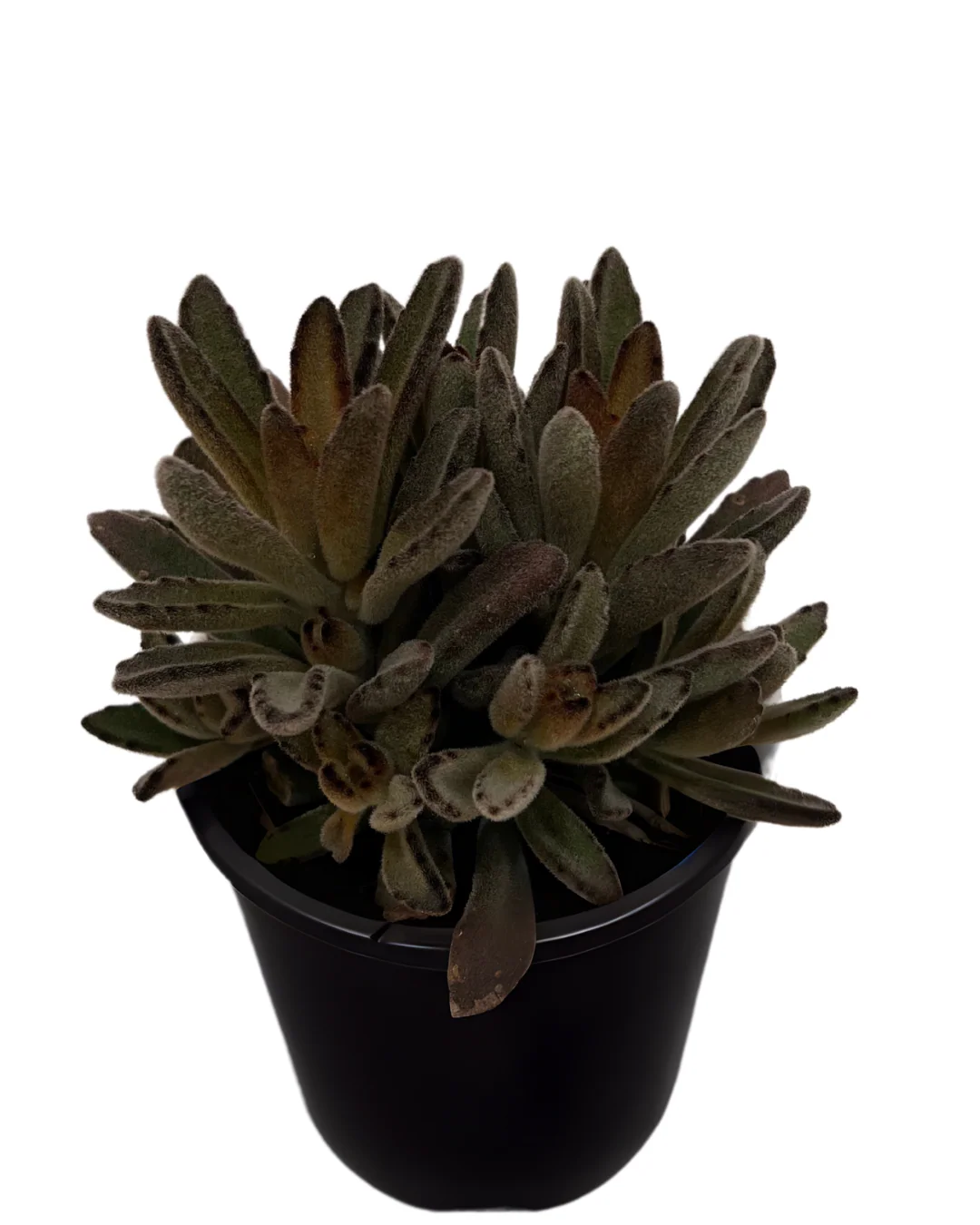 Kalanchoe Tomentosa - Image 2