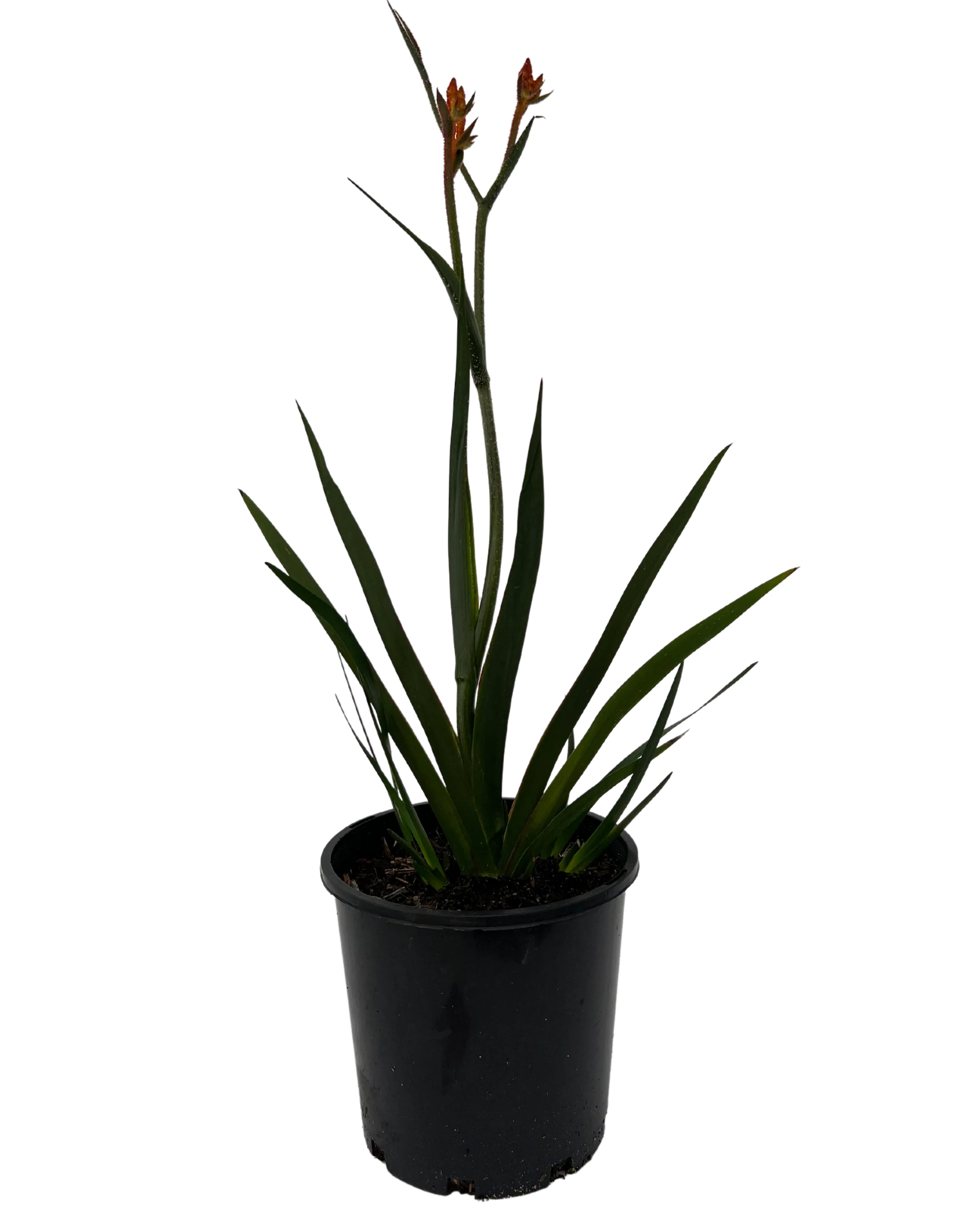 Kangaroo Paw - Anigozanthos Amber Velvet