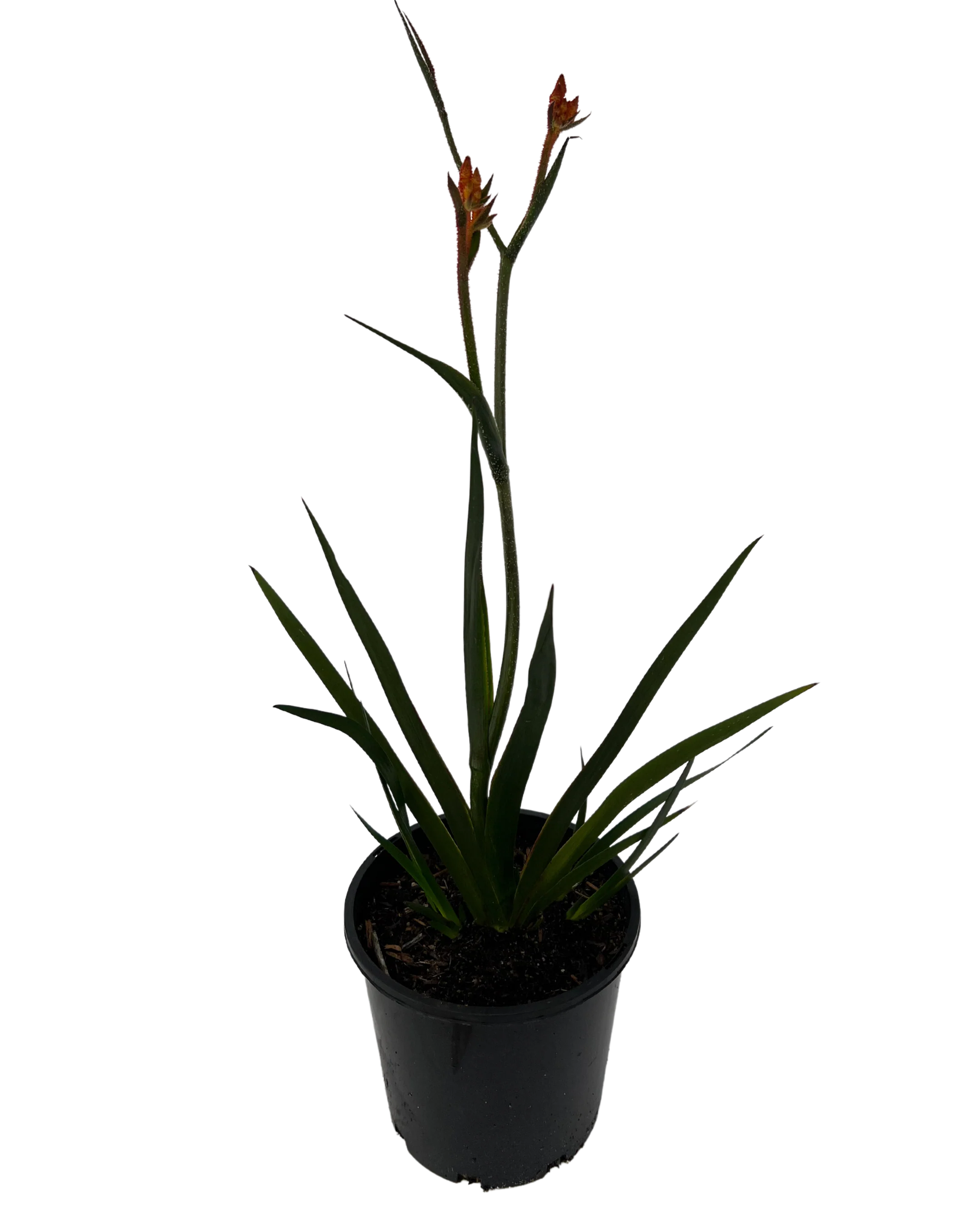 Kangaroo Paw - Anigozanthos Amber Velvet - Image 2