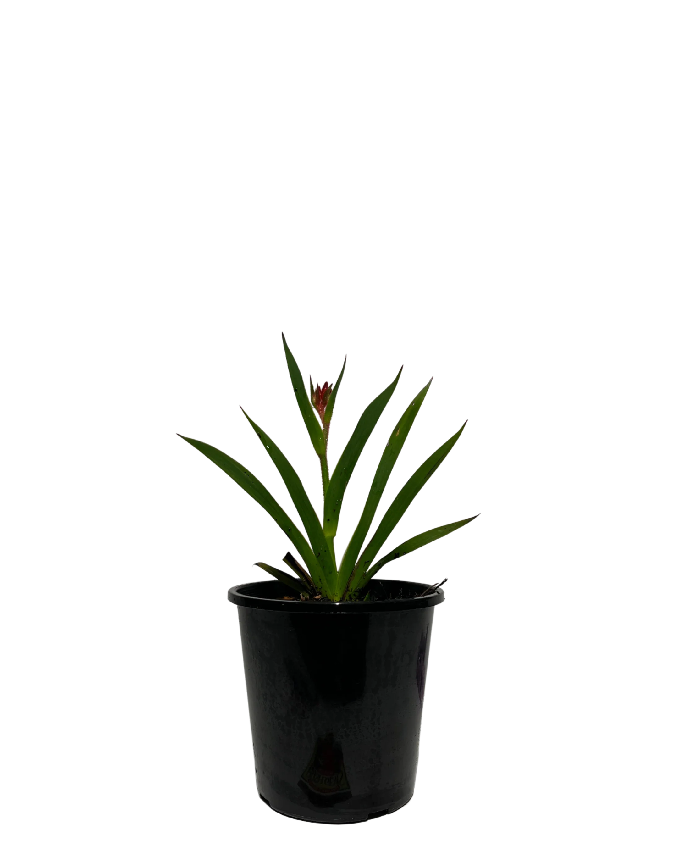 Kangaroo Paw - Anigozanthos Bush Ballad