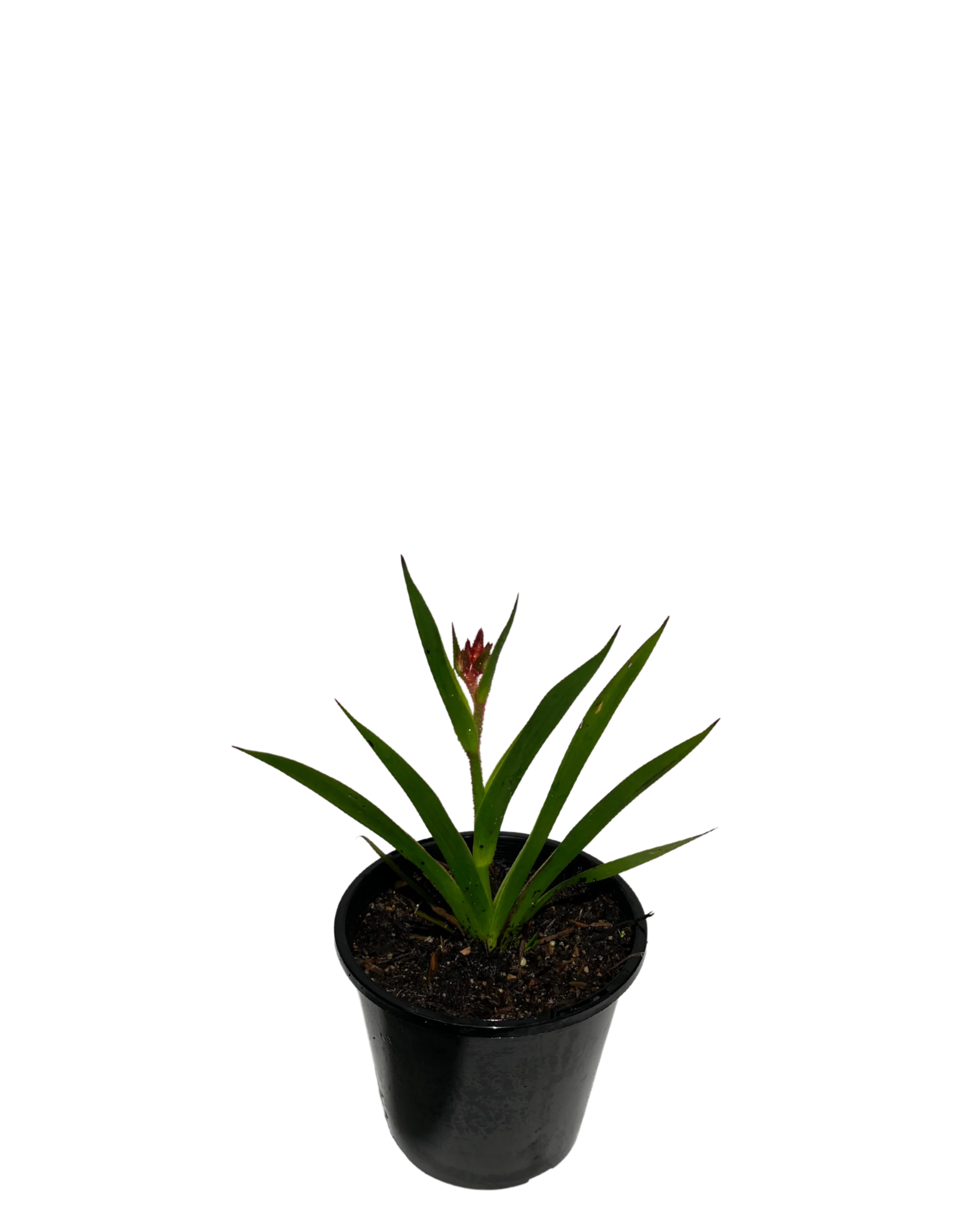 Kangaroo Paw - Anigozanthos Bush Ballad - Image 2