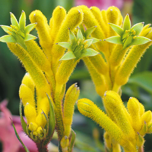 Kangaroo Paw - Anigozanthos Bush Bonanza - Image 2