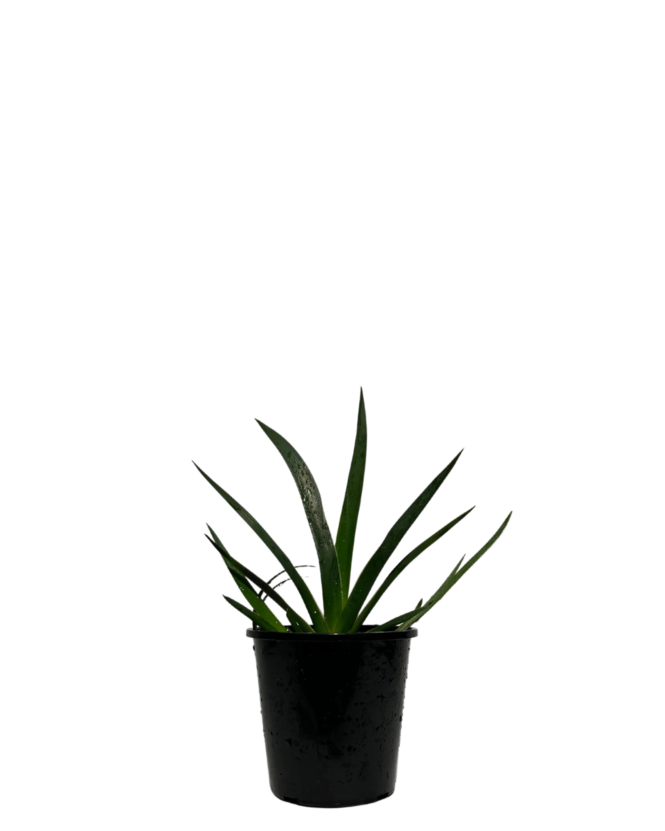 Kangaroo Paw - Anigozanthos Bush Fury
