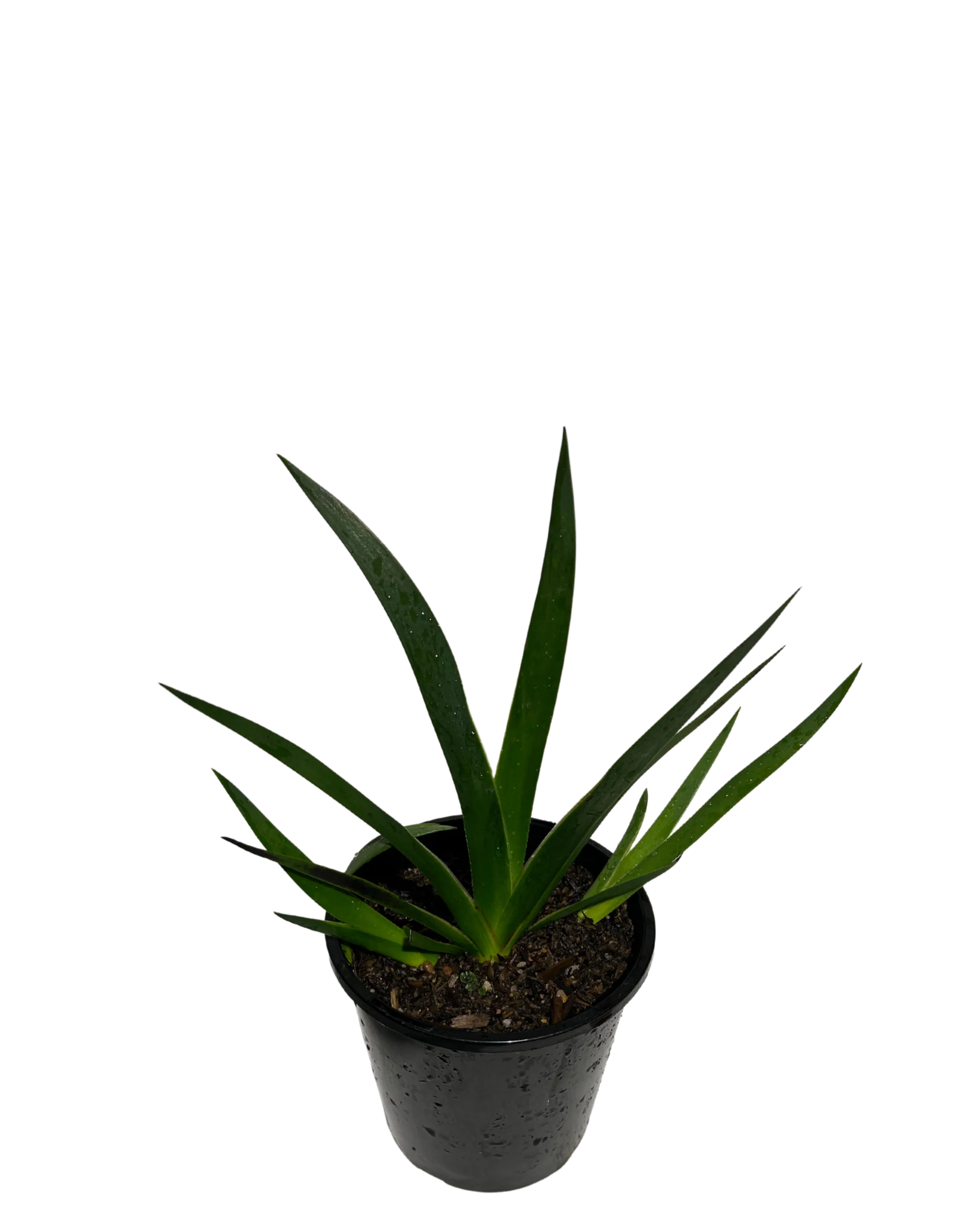 Kangaroo Paw - Anigozanthos Bush Fury - Image 2