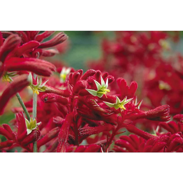 Kangaroo Paw - Anigozanthos Bush Fury - Image 3