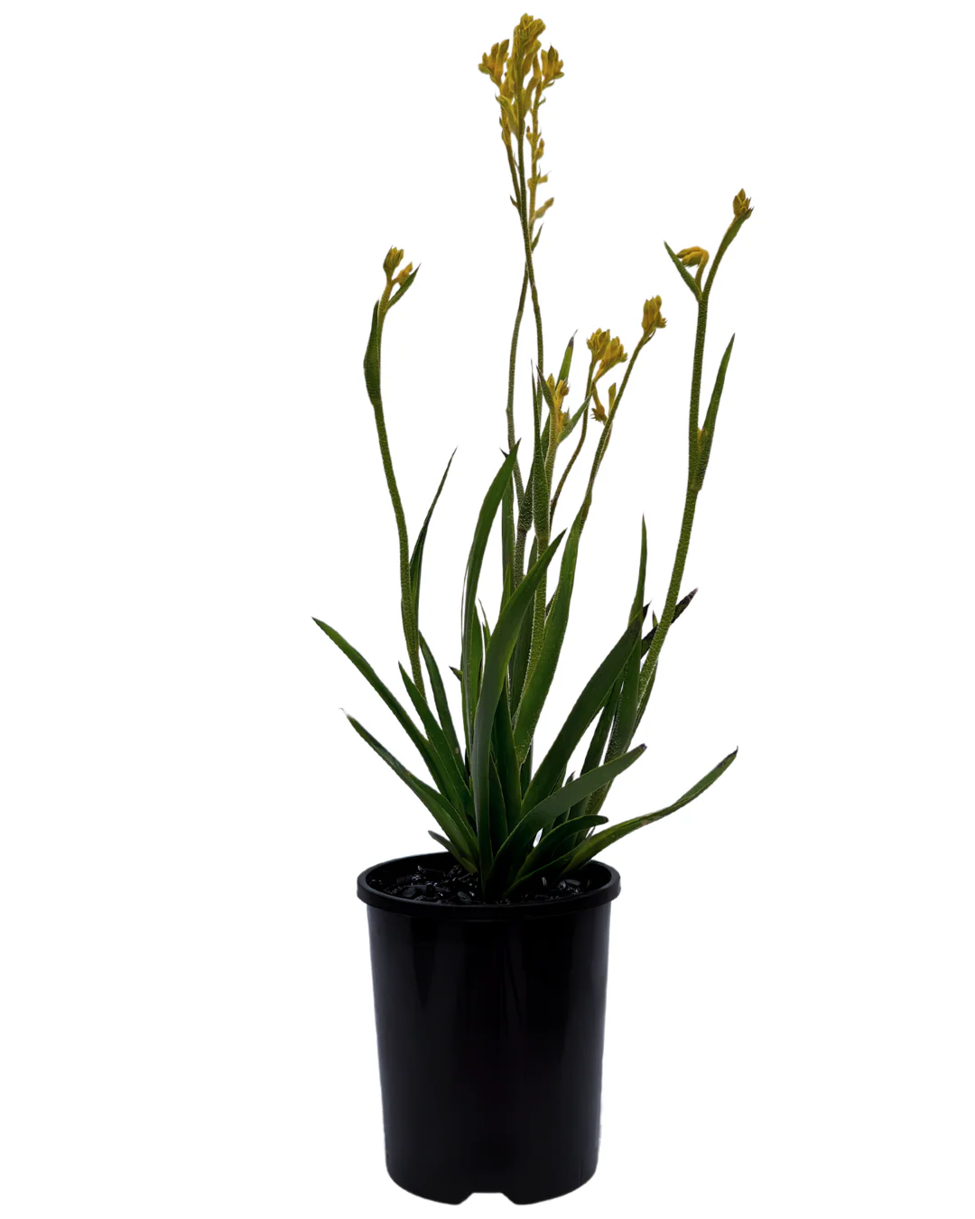 Kangaroo Paw - Anigozanthos Bush Gold