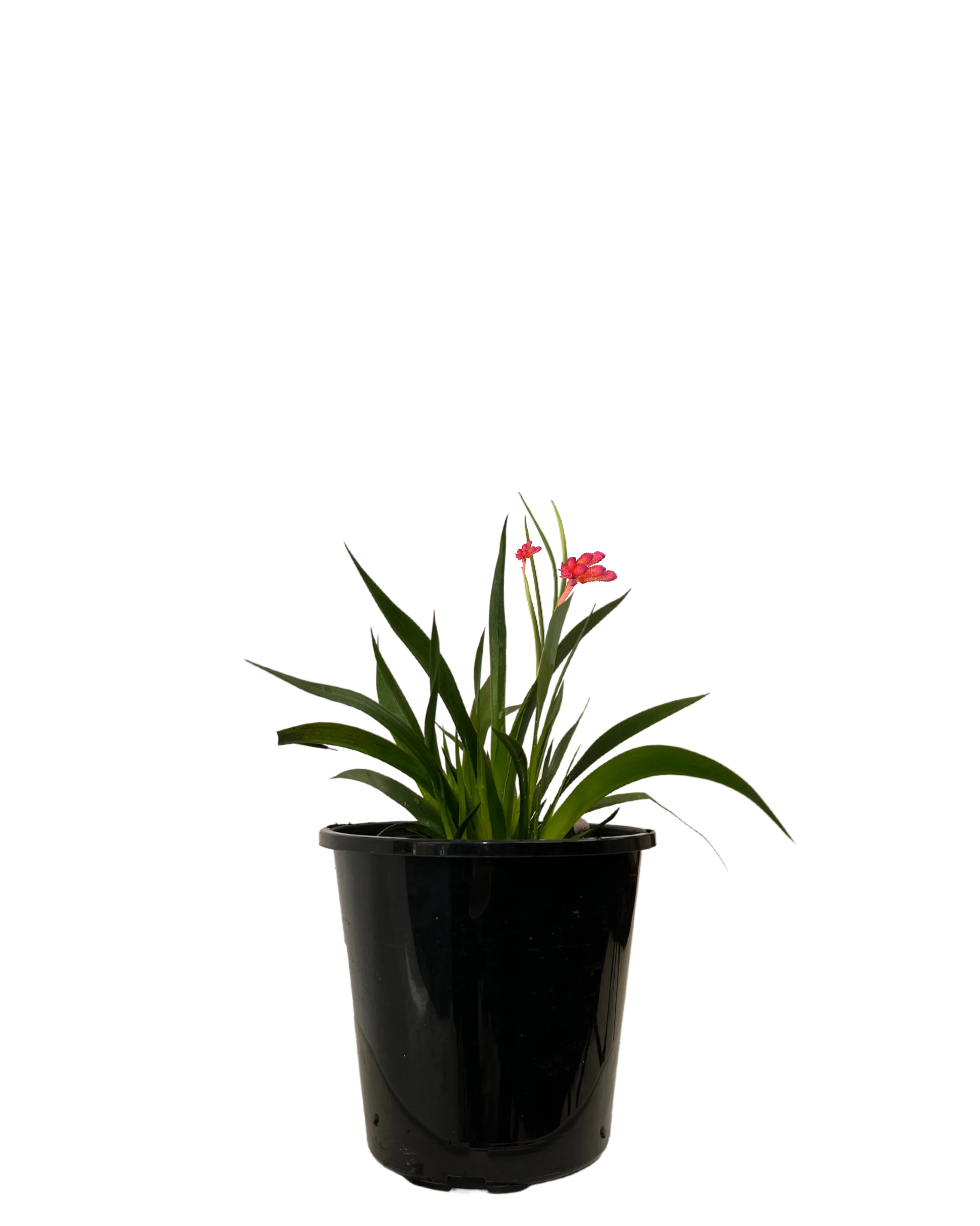 Kangaroo Paw - Anigozanthos Bush Inferno