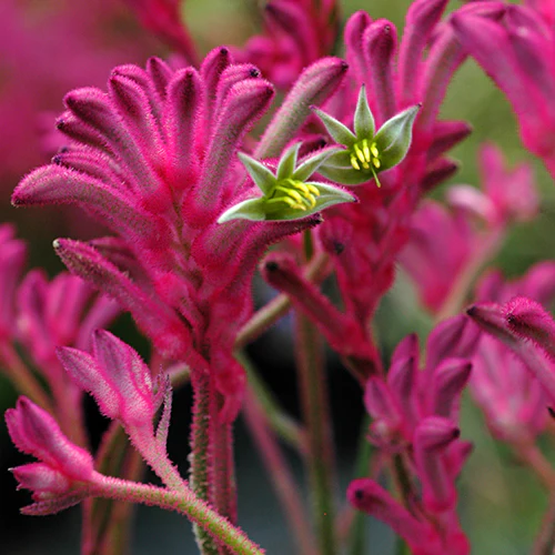 Kangaroo Paw - Anigozanthos Bush Pearl - Image 2