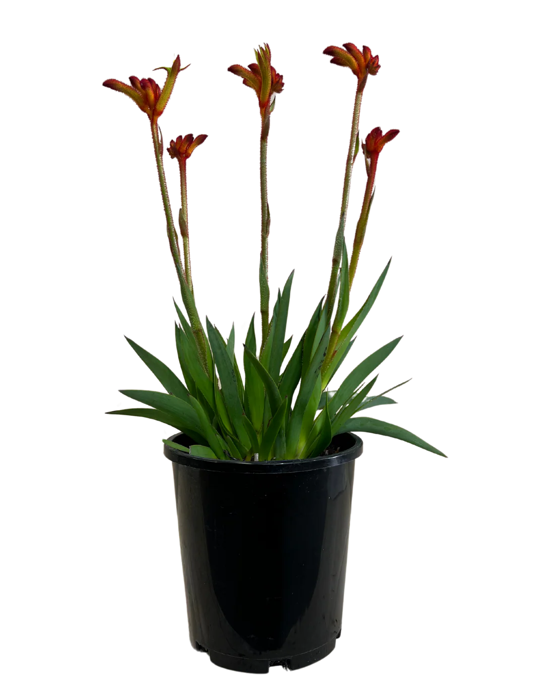 Kangaroo Paw - Anigozanthos Bush Surprise