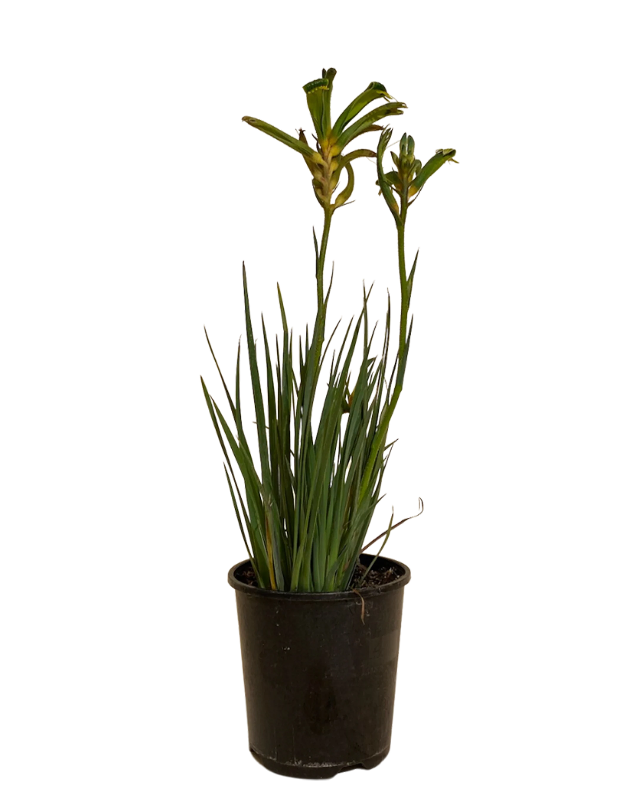 Kangaroo Paw - Anigozanthos Celebrations Aussie Spirit