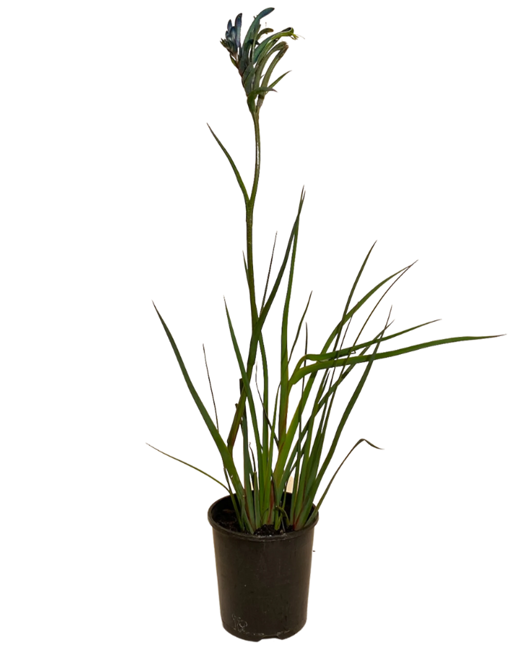 Kangaroo Paw - Anigozanthos Celebrations Masquerade