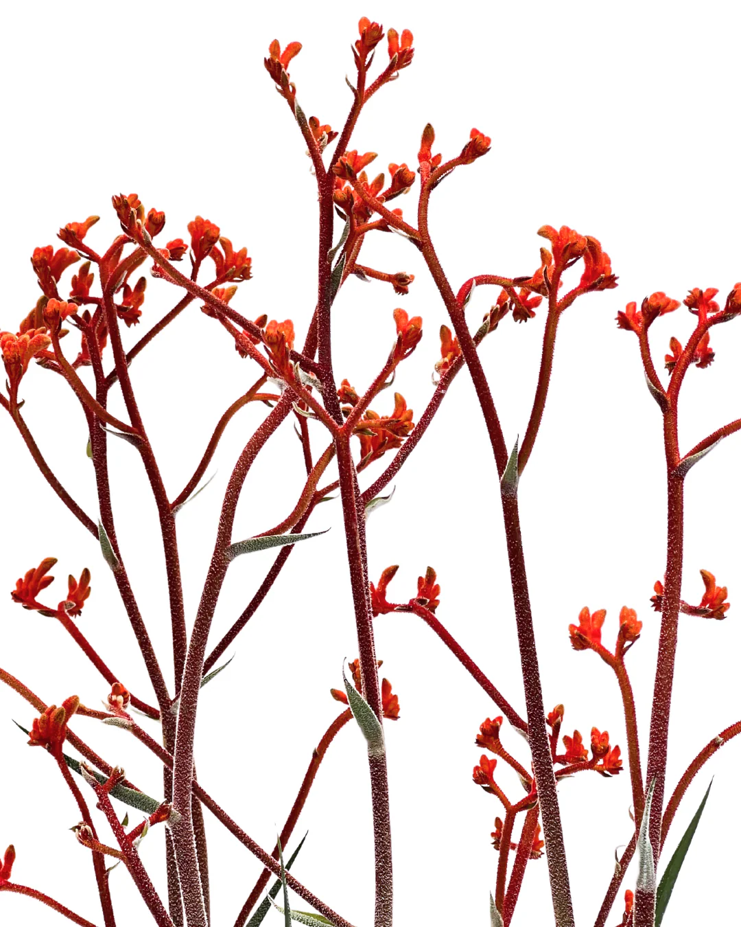 Kangaroo Paw - Anigozanthos Scorchers Flame - Image 2