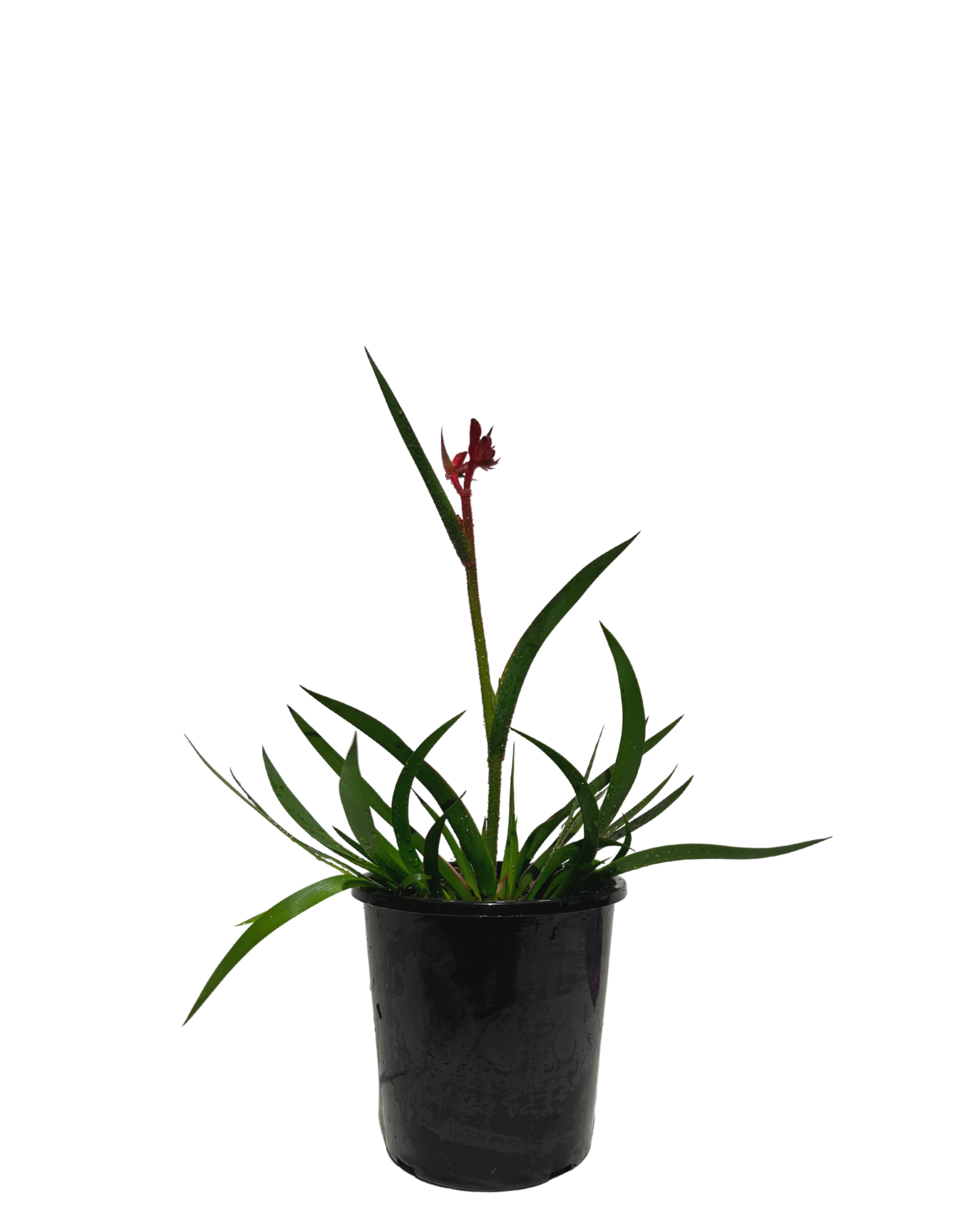 Kangaroo Paw - Anigozanthos Bush Crystal