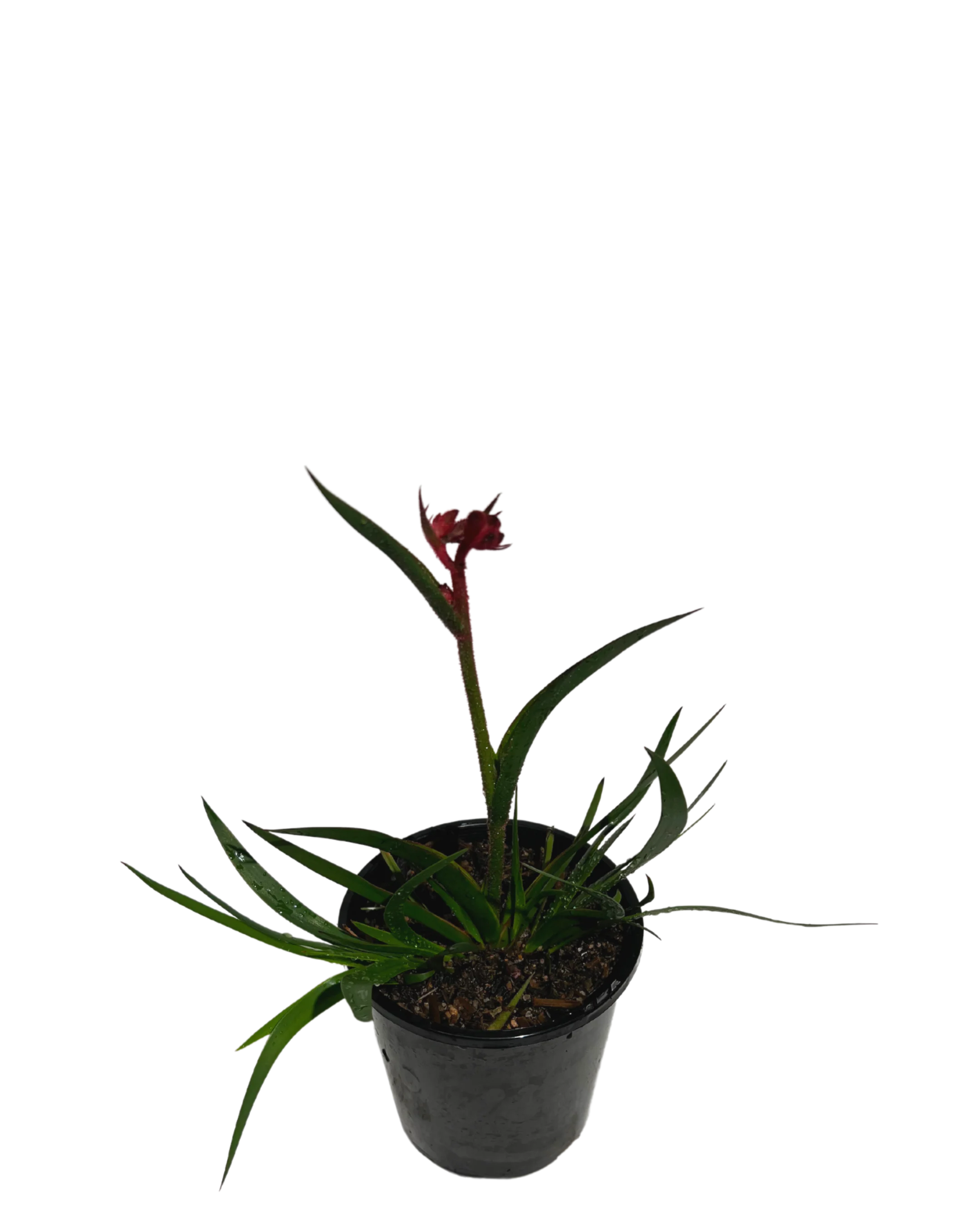Kangaroo Paw - Anigozanthos Bush Crystal - Image 2