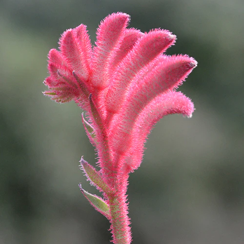 Kangaroo Paw - Anigozanthos Bush Crystal - Image 3