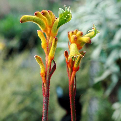 Kangaroo Paw - Anigozanthos Bush Tenacity - Image 2