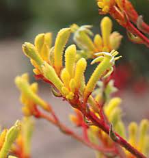 Kangaroo Paw - Anigozanthos Landscape Gold - Image 3