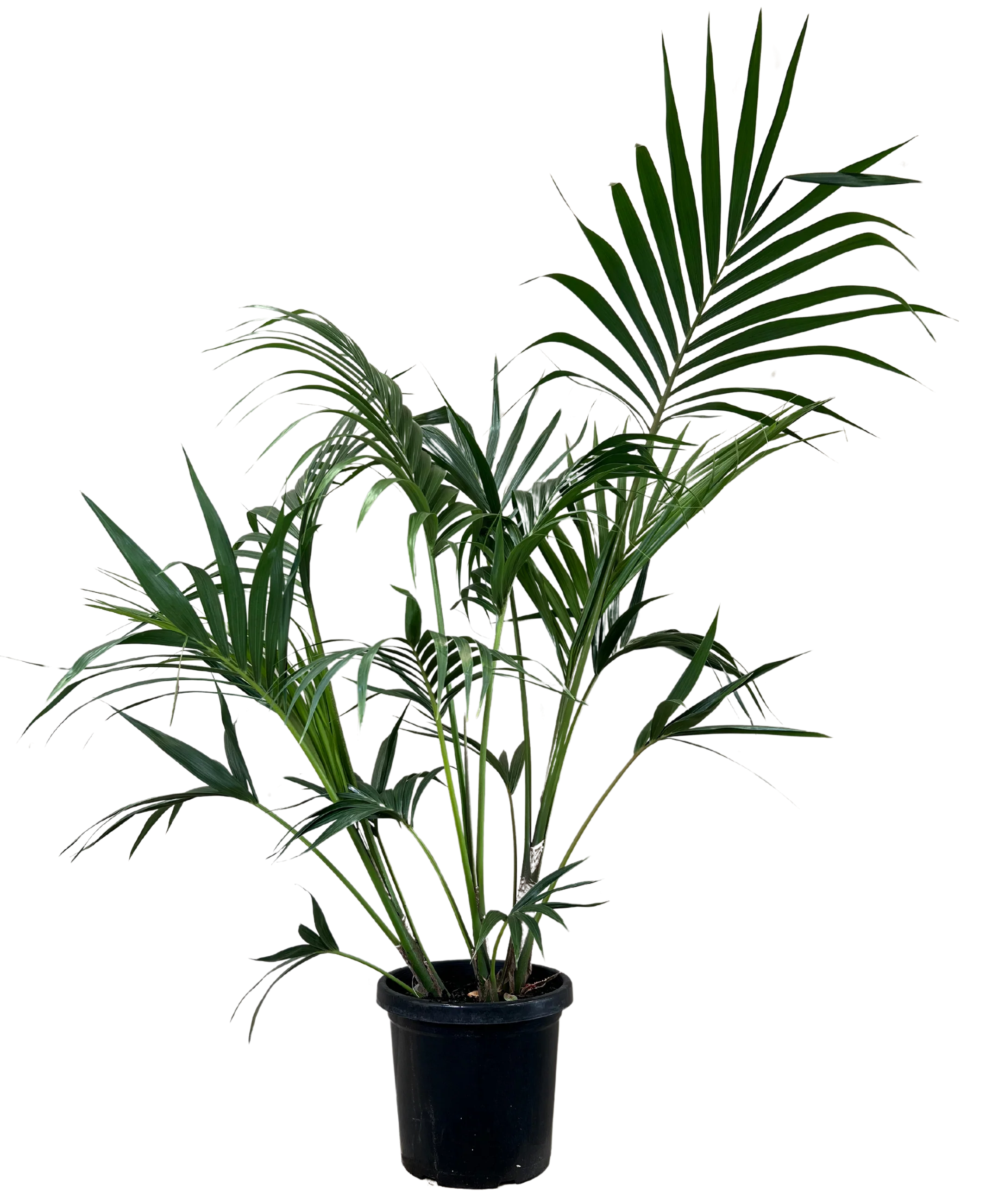 Kentia Palm - Howea Forsteriana