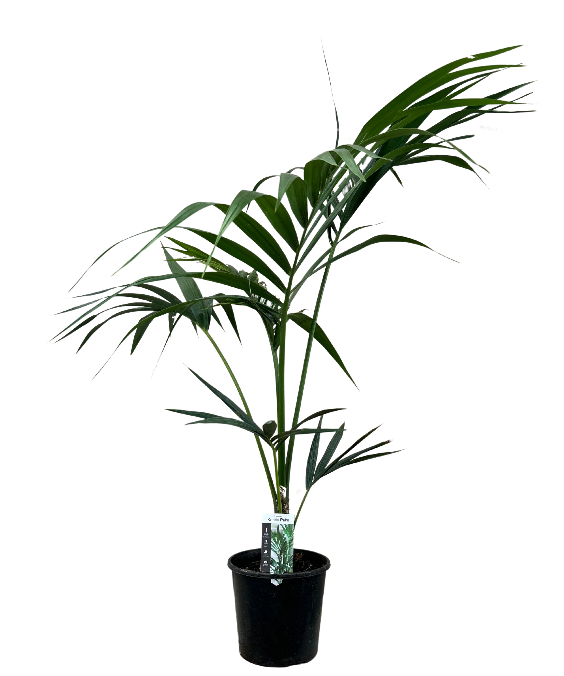 Kentia Palm - Howea Forsteriana