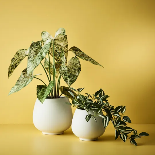 Klara Pot - Image 2