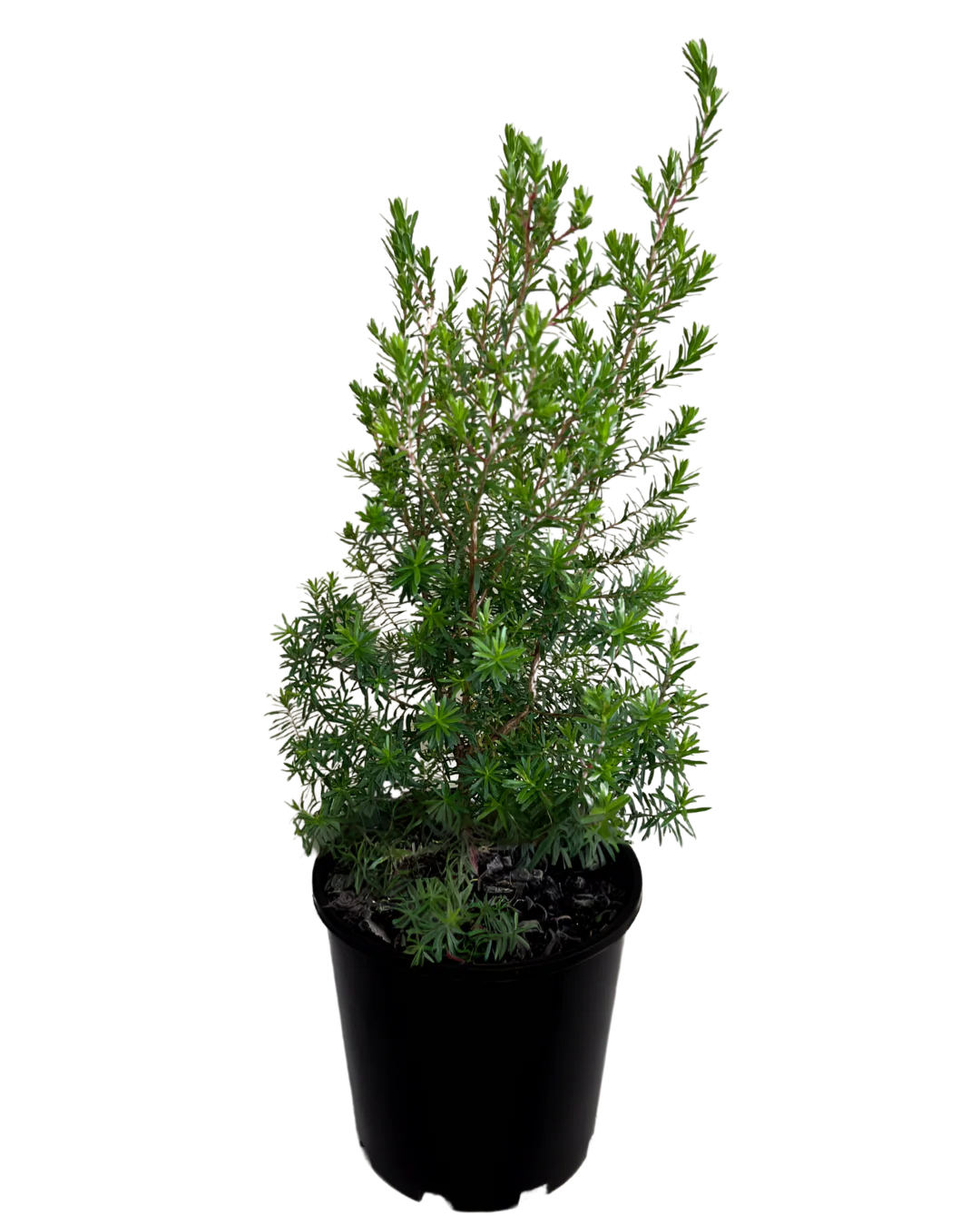 Kunzea Baxteri - Image 2
