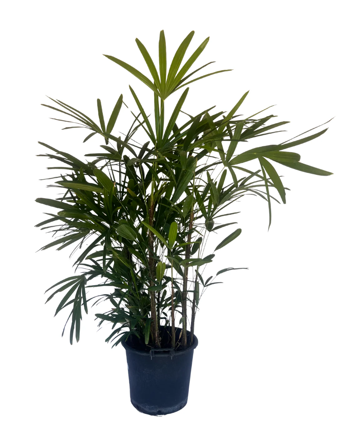 Lady Palm - Rhapis Excelsa
