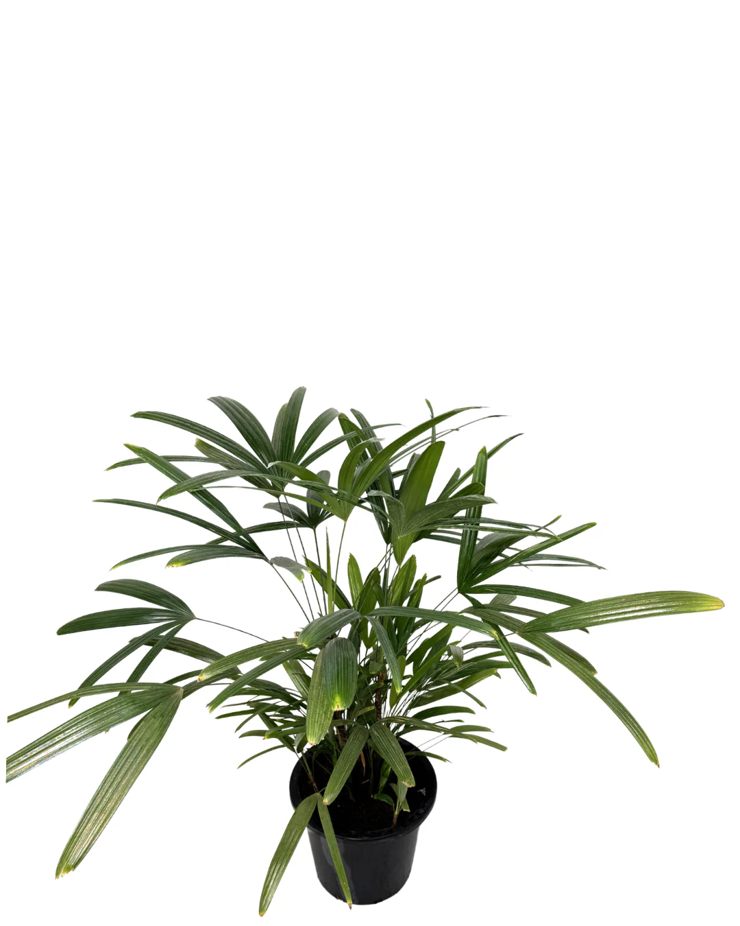 Lady Palm - Rhapis Excelsa - Image 2