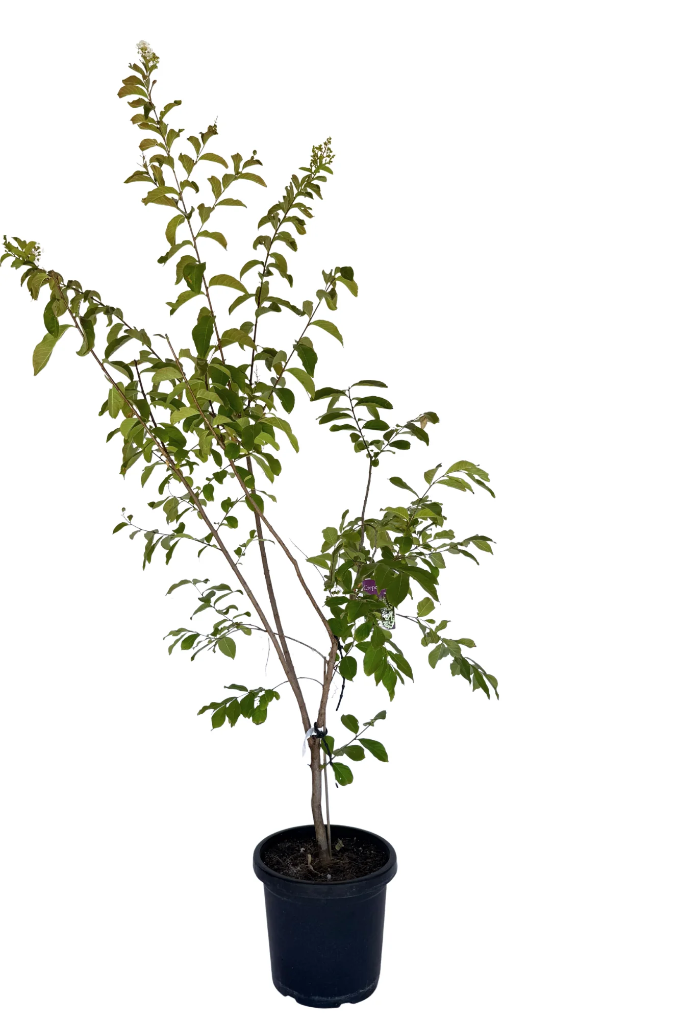Lagerstroemia Natchez