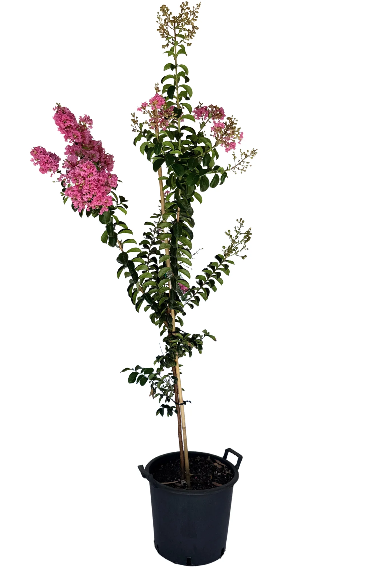 Lagerstroemia Sioux