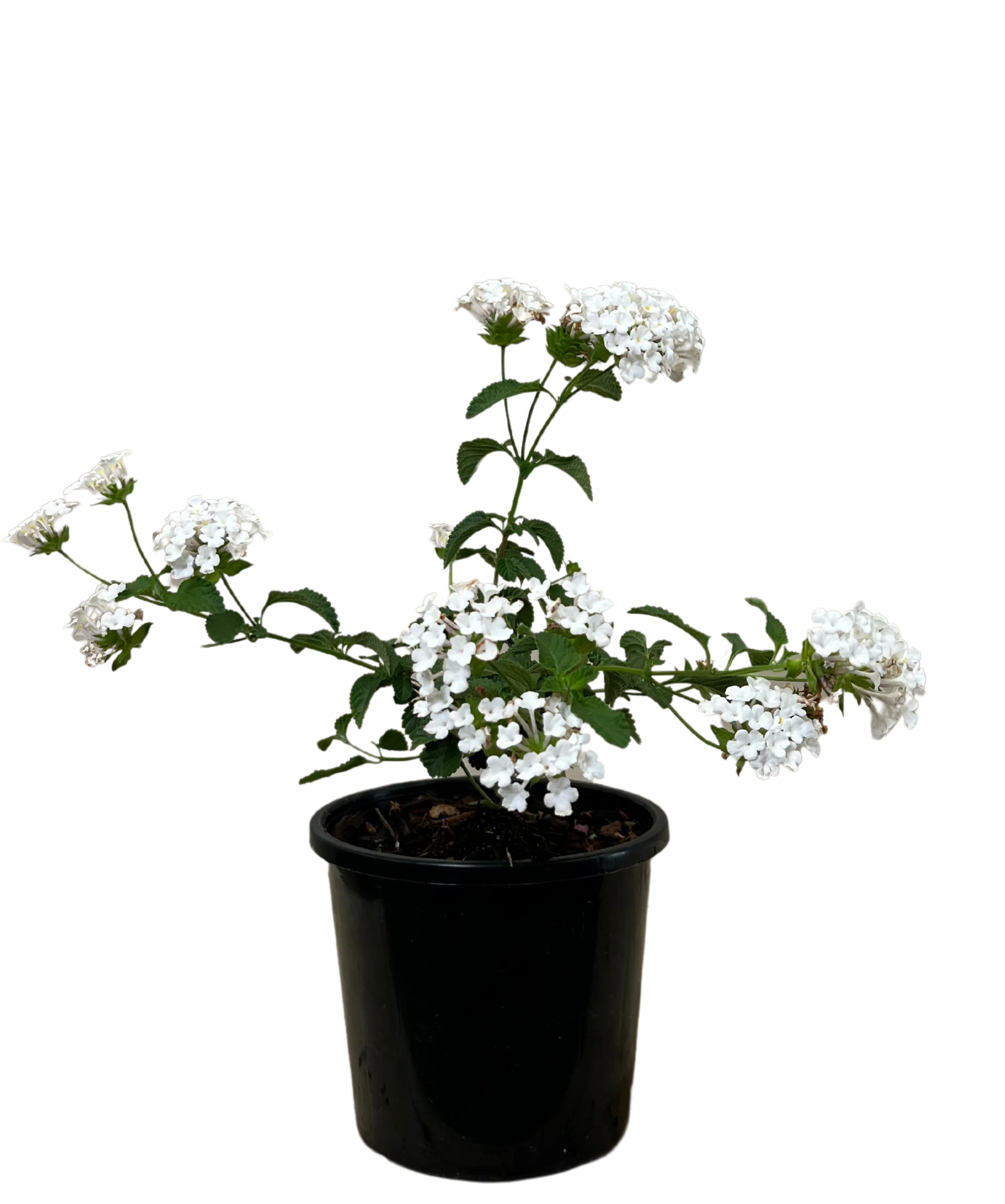 Lantana Montevidensis Alba